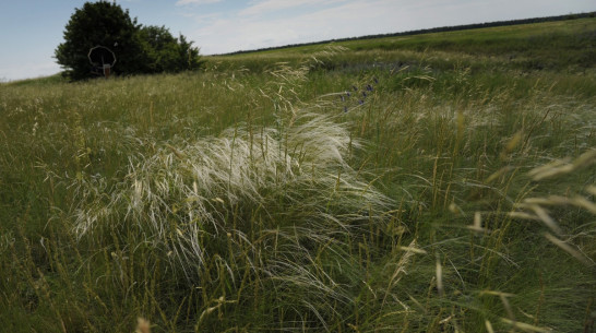 Опрос РИА «Воронеж». Чем должен пахнуть парфюм Воронежской области?