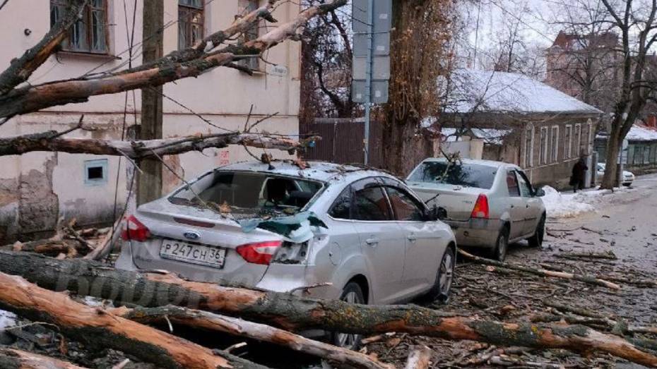 В Воронеже на улице Пятницкого дерево упало на машины