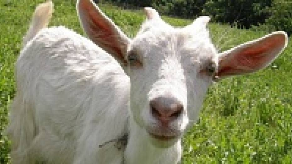 В Панино объявили конкурс на лучшее фото козы