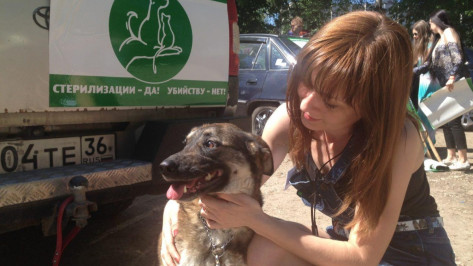 Участники автопробега в защиту животных попросят власти Воронежа о зооприюте 