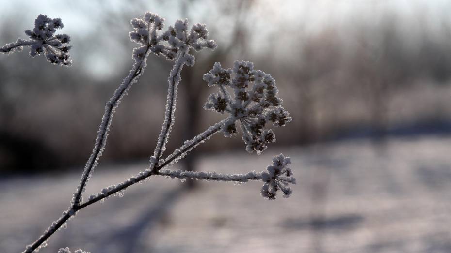 Морозная и облачная погода ожидается в Воронеже в выходные