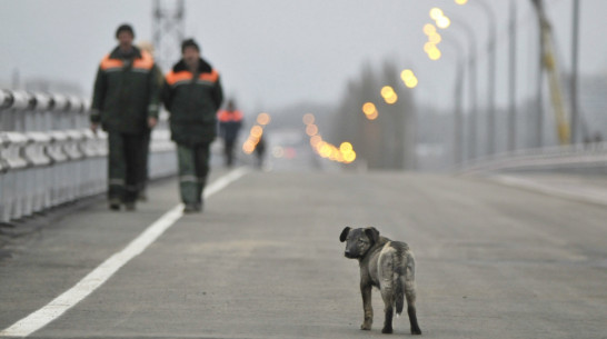 Мэрия подсчитала бездомных животных Воронежа