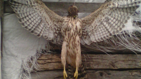 Воронежцы опубликовали в соцсети фото распятой хищной птицы