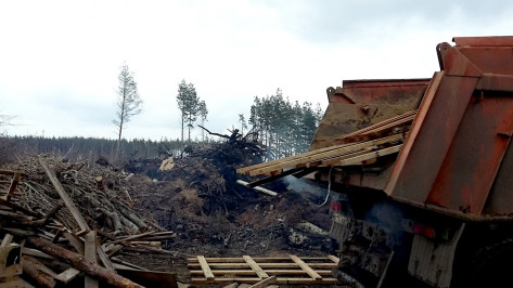 Экологи попросили главу Нововоронежа убрать свалку у «Леса Победы»