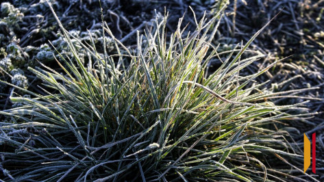 В Воронежской области более 30 тыс гектаров посевов пострадали из-за заморозков