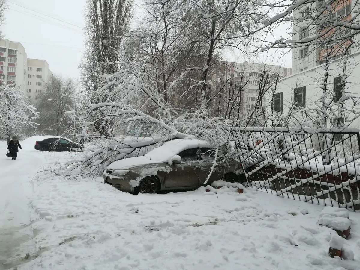 В Воронеже 22 дерева рухнули на автомобили под тяжестью снега