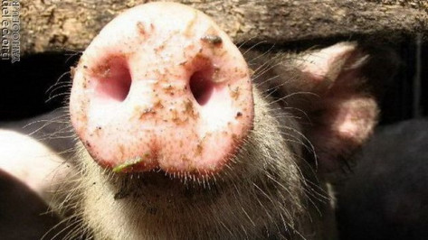 В Верхнемамонском районе сжигают свиней
