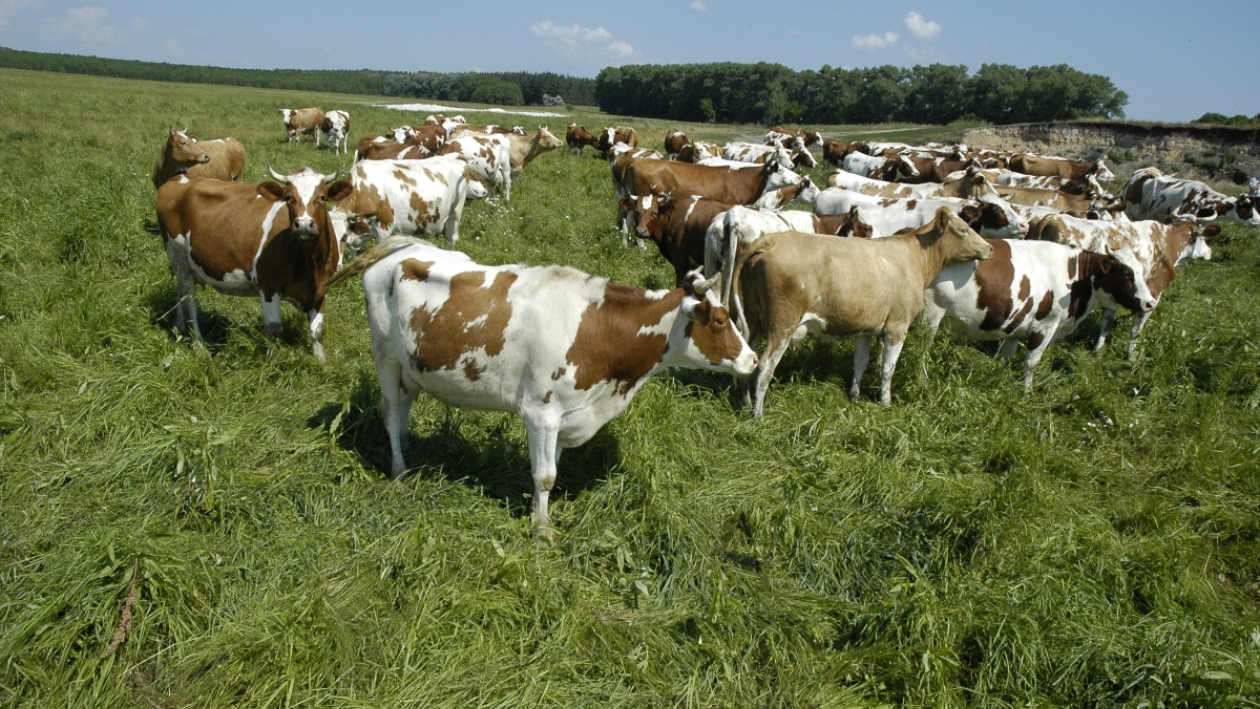 Инструкция РИА «Воронеж». Как возместить расходы на покупку скота для подсобного хозяйства