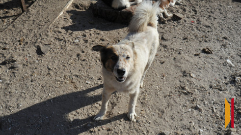 Пролетел несколько метров: в Воронеже мальчик попал под машину, убегая от собаки