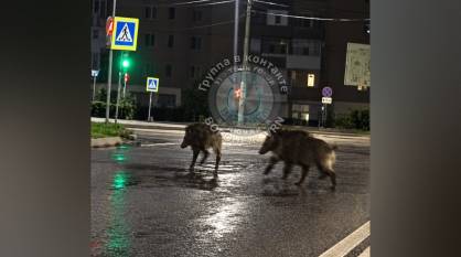 Воронежцы вечером 29 июля заметили гуляющих по дороге кабанчиков