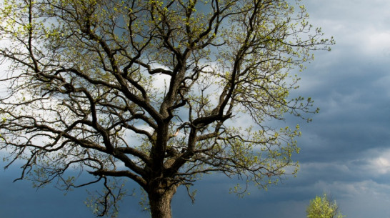 В воронежском Доме актера откроется пейзажная фотовыставка «За гранью тумана»