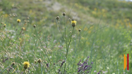В Воронежской области снизился уровень пожароопасности