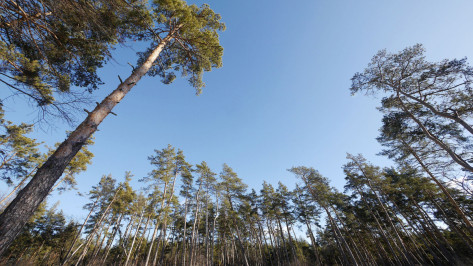 Воронежской области придется найти дополнительные 30 млн рублей на лес