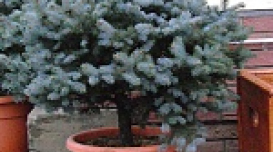 Супруга губернатора Воронежской области подарила живые ели в детские учреждения 