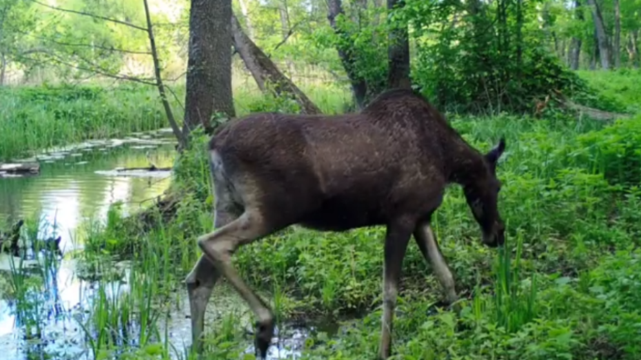 Голодная лосиха попала в фотоловушку Воронежского заповедника