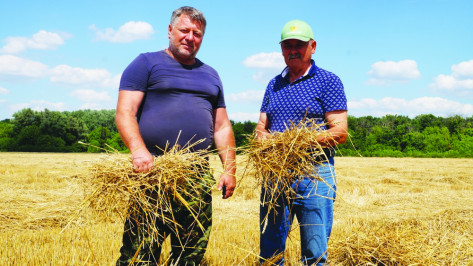 В Богучарском районе впервые получили рекордный урожай озимой пшеницы