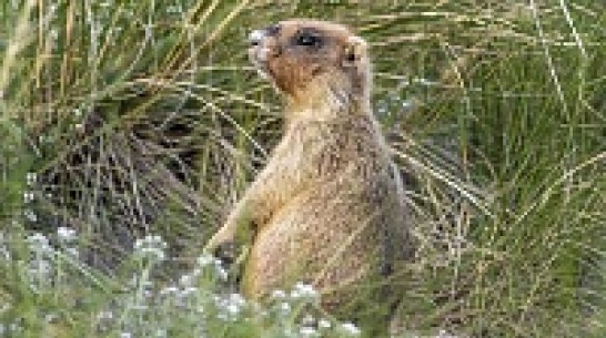 В честь Дня защиты детей в Дивногорье все желающие смогут угостить сурков морковкой