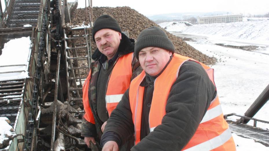  Ольховатский сахкомбинат принял рекордный урожай свеклы