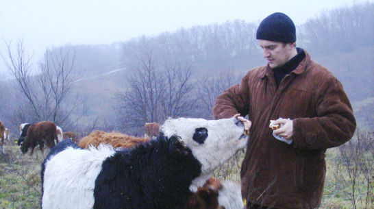 Животновод из Землянска 10 лет производит говядину благодаря госпрограмме