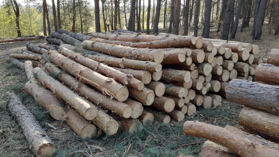 После возмущений в соцсетях в Воронеже приостановили санитарную рубку леса