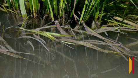 В Воронежской области за день утонули двое мужчин