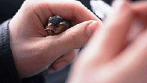 Зоозащитники Воронежа подготовили кампанию против выпуска птиц на Благовещение