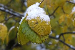 Синоптики рассказали о вероятности первого снега в Воронеже