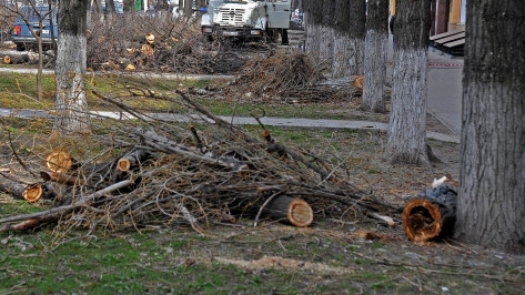 Сильный ветер повалил в Воронеже 7 деревьев