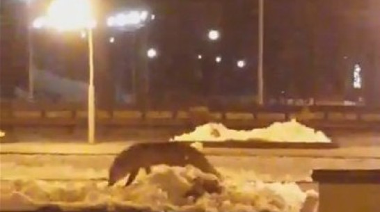 Воронежцы сняли на видео гуляющую на парковке лису