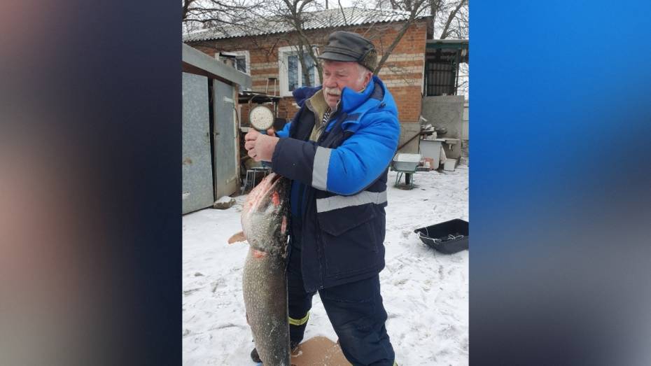 В пруду села Дьяченково Воронежской области рыбак поймал 14-килограммовую щуку