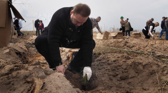 Акция «Лес Победы» в Воронежской области станет самой масштабной в России