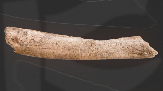 Воронежский музей показал уникальный фрагмент ребра мамонта с процарапанным рисунком