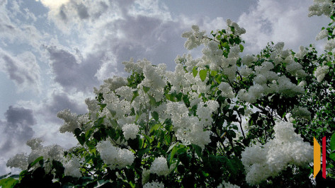 Воронежцев могут привлечь к ответственности за сорванную сирень