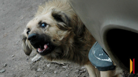 На набережной Авиастроителей в Воронеже отловили бездомную собаку