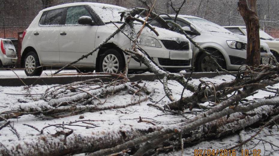 В Воронеже дерево упало на иномарку