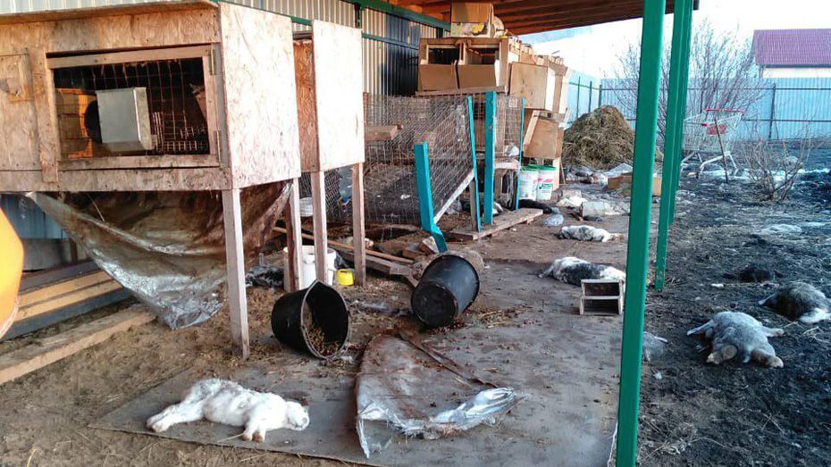 Под Воронежем неизвестное животное убило 55 кроликов