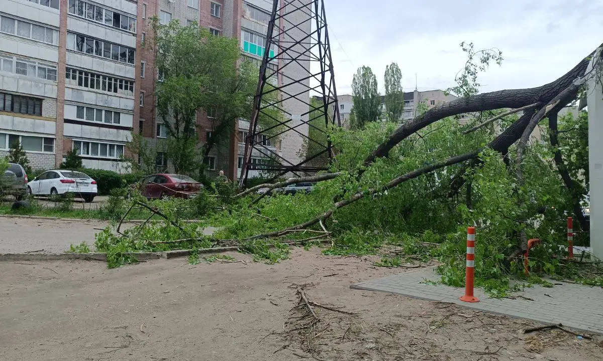 Сильный ветер повредил в Воронеже 18 деревьев