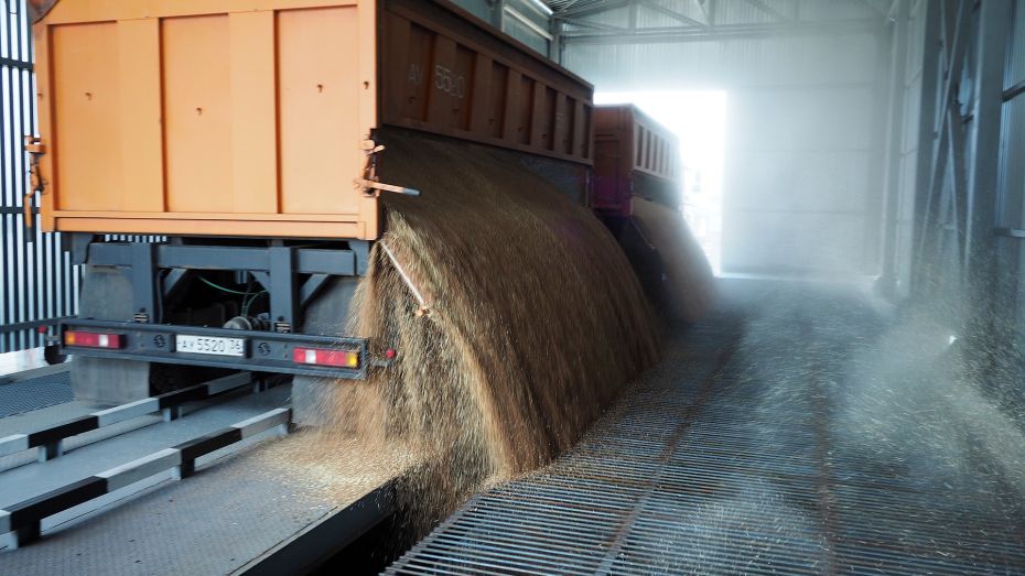 В Воронежской области ожидается рекордный урожай зерновых в 2022 году