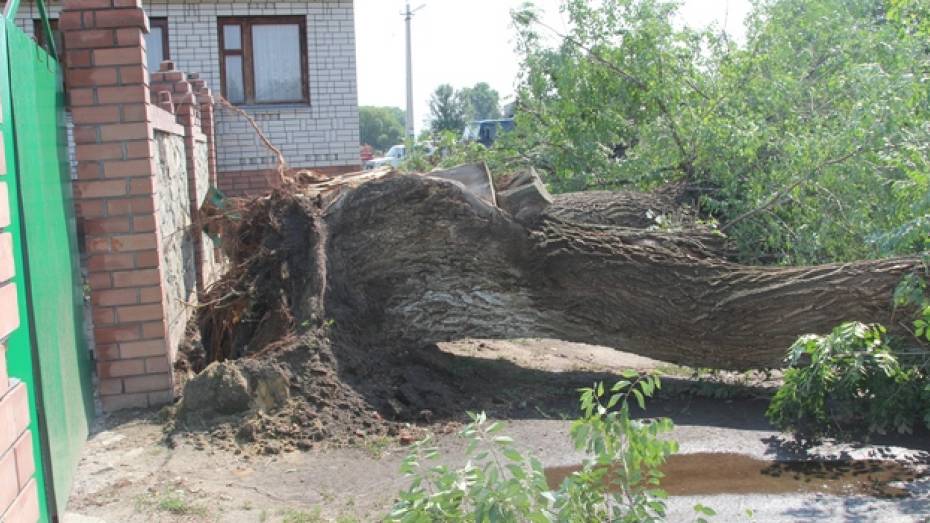 Сильная буря оставила жителей новохоперского села без электричества