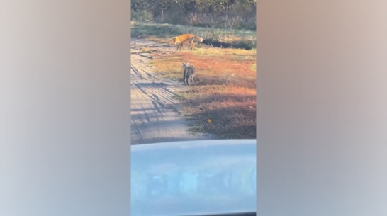 Знакомство кота и лисы сняли на видео в Воронеже
