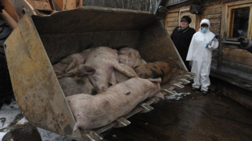 В Нижнедевицком районе ликвидировали всех свиней во втором очаге АЧС