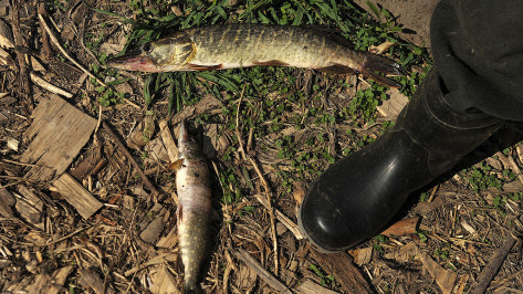 Воронежский браконьер ответит в суде за вылов из водохранилища рыбы на 200 тыс рублей