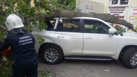 В Воронеже водитель Toyota пострадал при падении дерева на машину