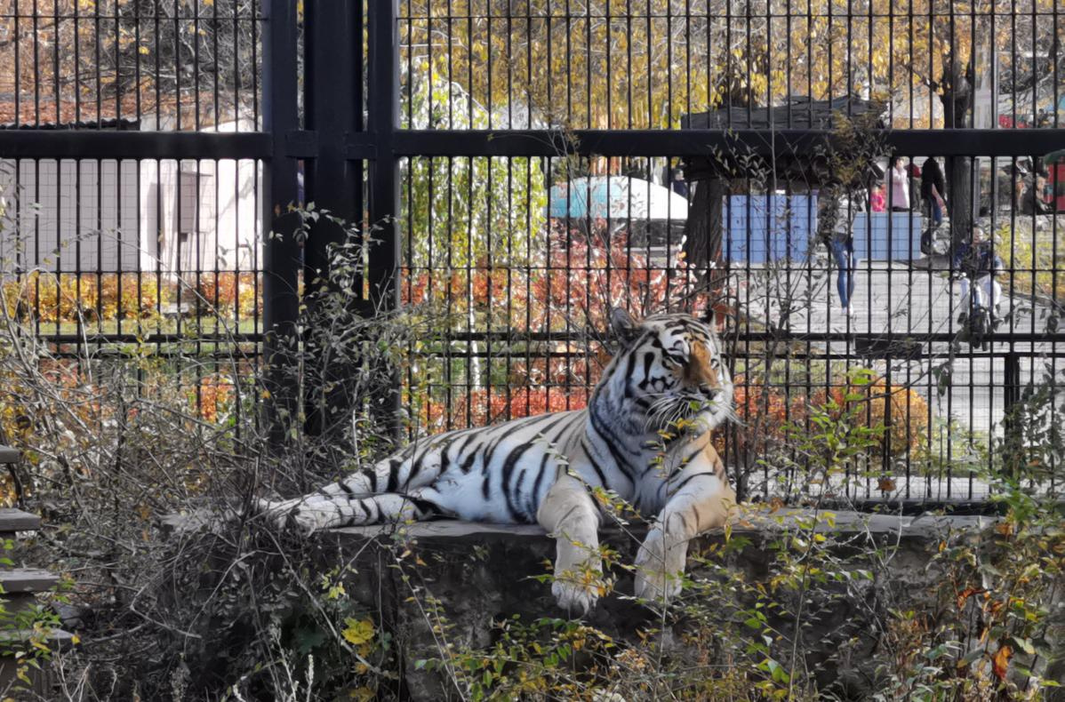 Воронеж зоосад. Воронеж зоосад. Зоопарк воронеж полины осипенко. Зоопарк воронеж улица полины осипенко. Зоопарк воронеж улица полины осипенко.