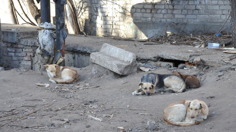 В Воронеже снос забора приюта для собак «Дора» привел к скандалу