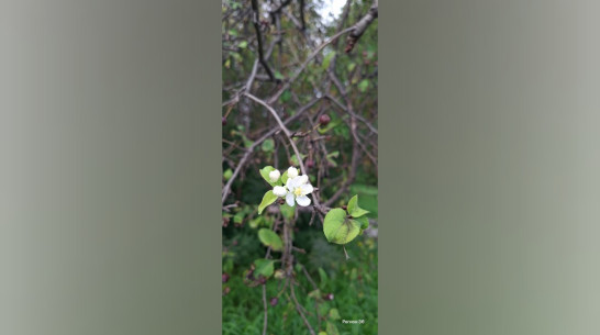 В Воронежской области в сентябре зацвела яблоня
