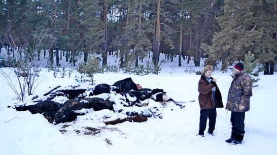 Прокуратура накажет агрофирму за падеж скота в Воронежской области