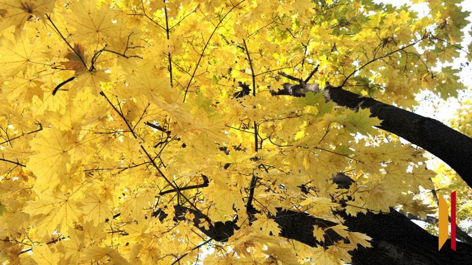 В Воронежской области вновь потеплеет до +21 градуса