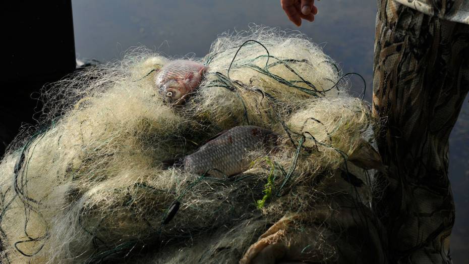В озере Воронежского заповедника нашли рыболовную сеть