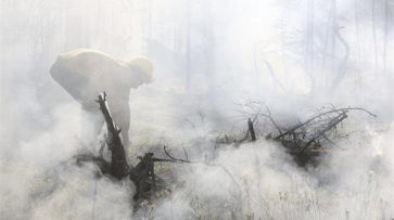 Авиалесоохрана спрогнозировала лесные пожары в Воронежской области в июле